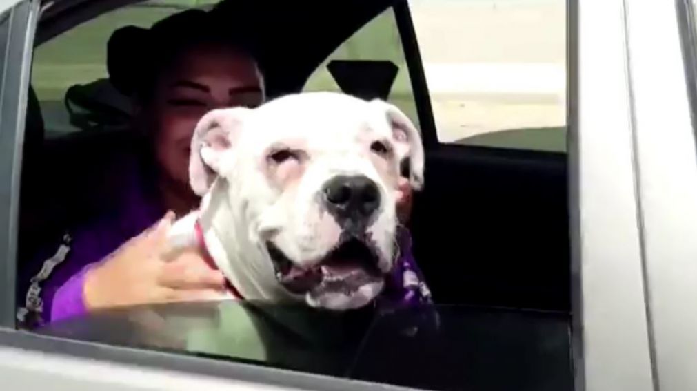 Una pareja de El Cairo, Egipto, creo un servicio de taxis exclusivo para mascotas.