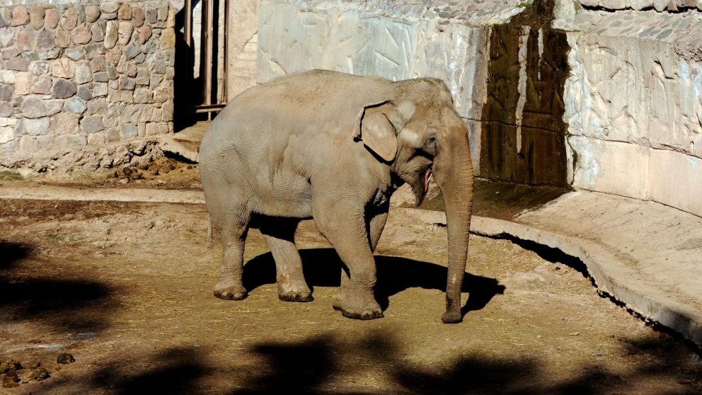 Preparan el traslado de dos elefantes del Ecoparque mendocino a un santuario de Brasil.