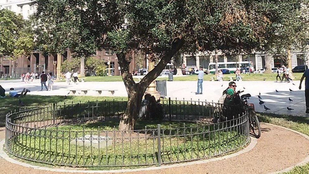 El olivo que plantó el papa Francisco en la Plaza de Mayo cumple 21 años.