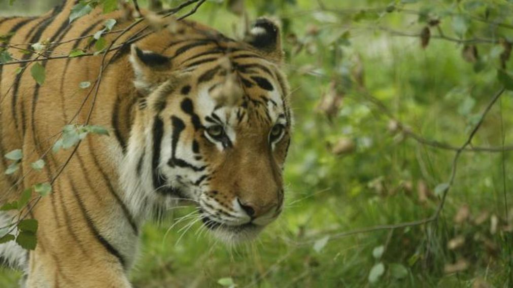 La huida de un tigre gener� p�nico en los residentes de una comunidad. 
