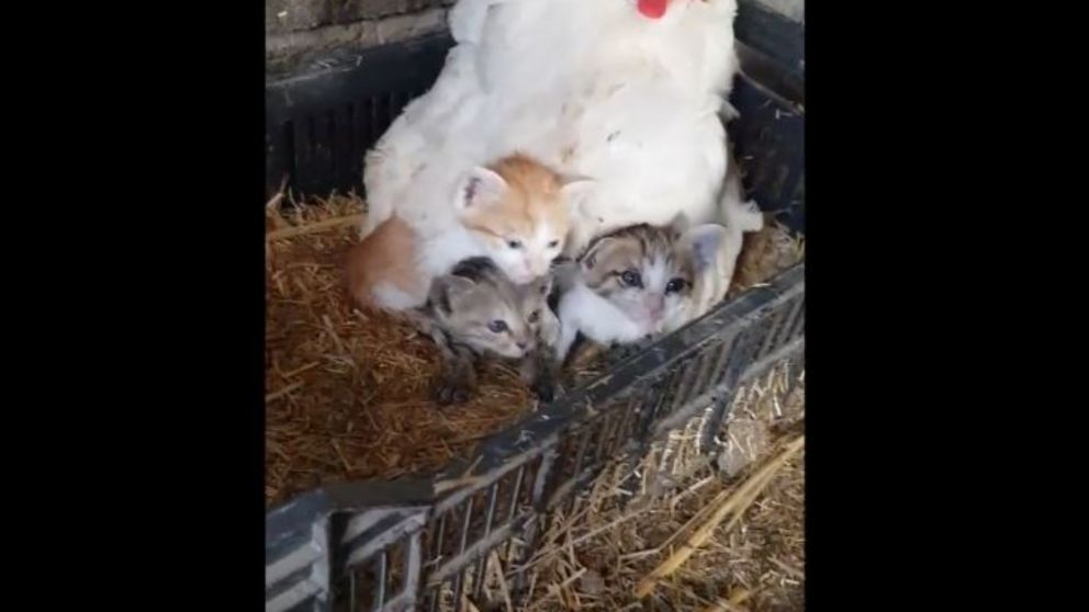 En el video se ve cómo la gallina protege a los gatos como si fueron sus crías.