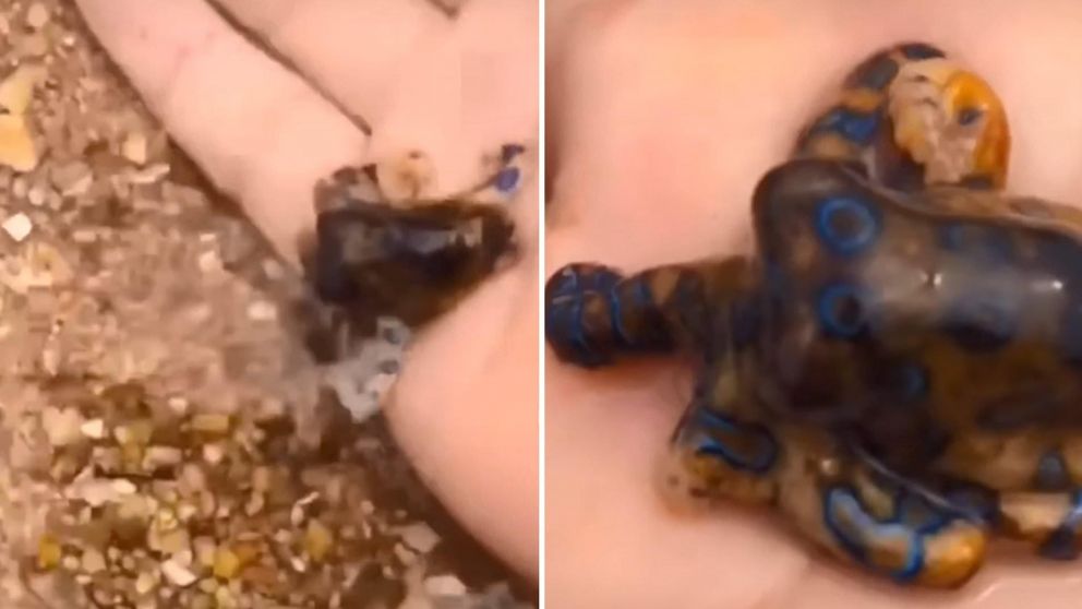 La joven sosteniendo el pulpo mientras graba un video en TikTok. (Captura de pantalla)