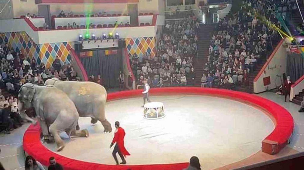 Los dos elefantes fueron separados por los domadores del circo ruso.