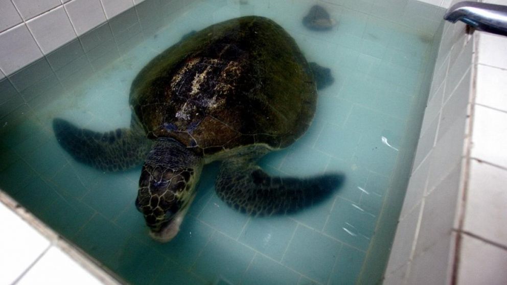 Al menos 19 personas, entre ellas 9 niños, murieron en Madagascar por comer carne de tortuga marina