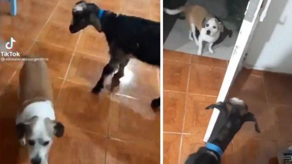 "Vilma", la cabra malhumorada que está de moda en Tik Tok.
