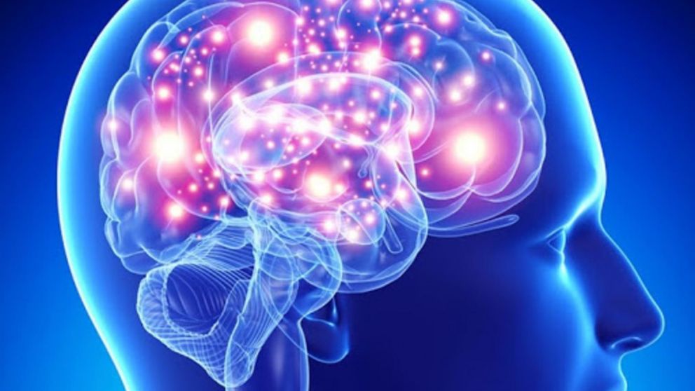 Las células del tiempo se encuentran en el hipocampo