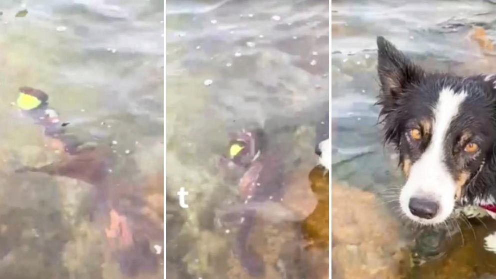 La perro observo durante 20 minutos el agua esperando que regrese su pelota. (Captura de pantalla)