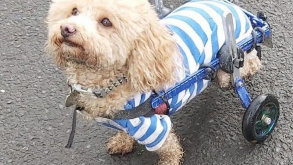 Iban a sacrificarlo y una mujer lo rescató: hoy es un perro de terapia