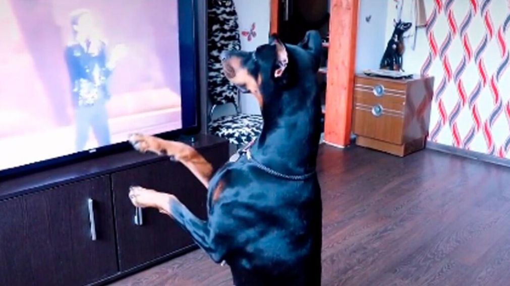 El video fue compartido en Tik Tok, y se volvió viral (Captura de Pantalla).