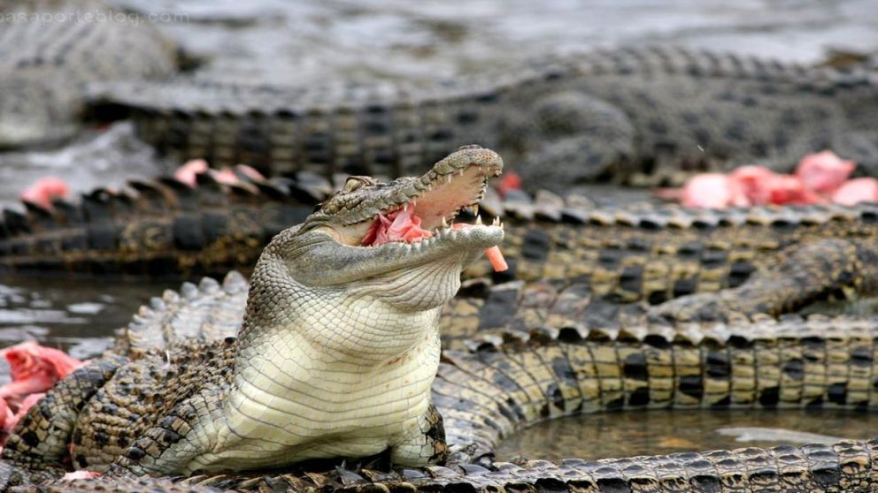Los reptiles son alimentados seis veces a la semana con carne picada de canguro.