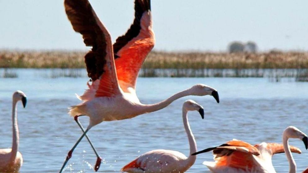 El flamenco, una de las aves m�s coloridas y bellas.