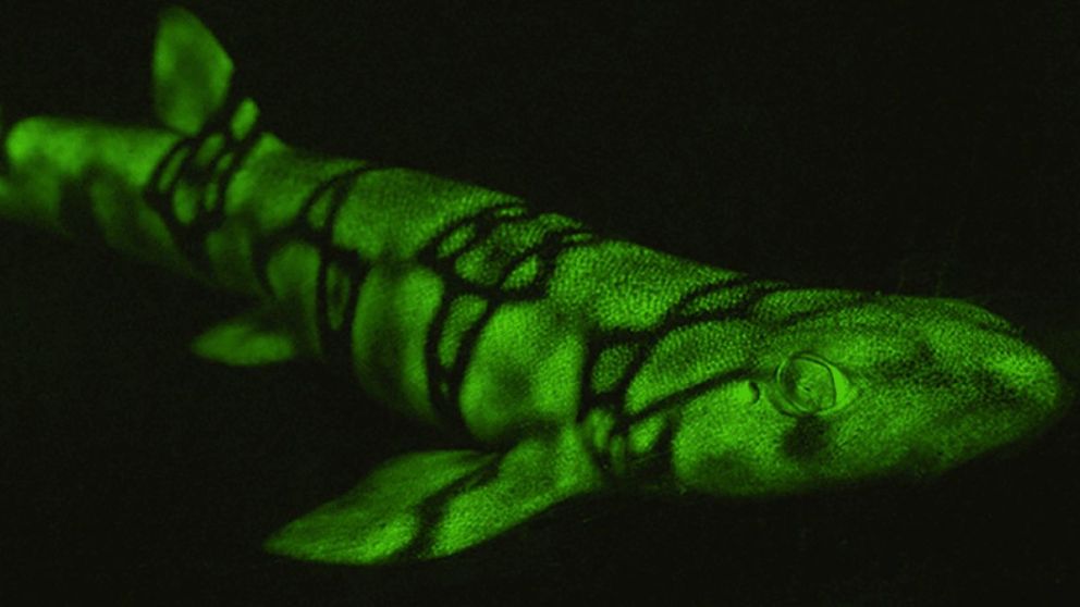 Conocé al tiburón "brillitos", el depredador del Pacífico.