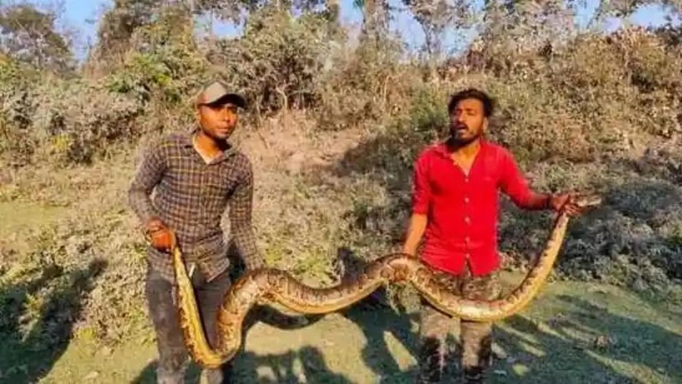 La pitón rescatada medía 4 metros de largo.