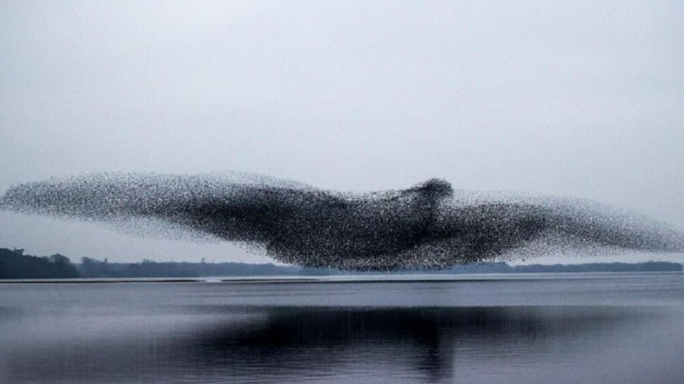 El fot�grafo deportivo�James Crombie fue el autor de la sorprendente imagen.