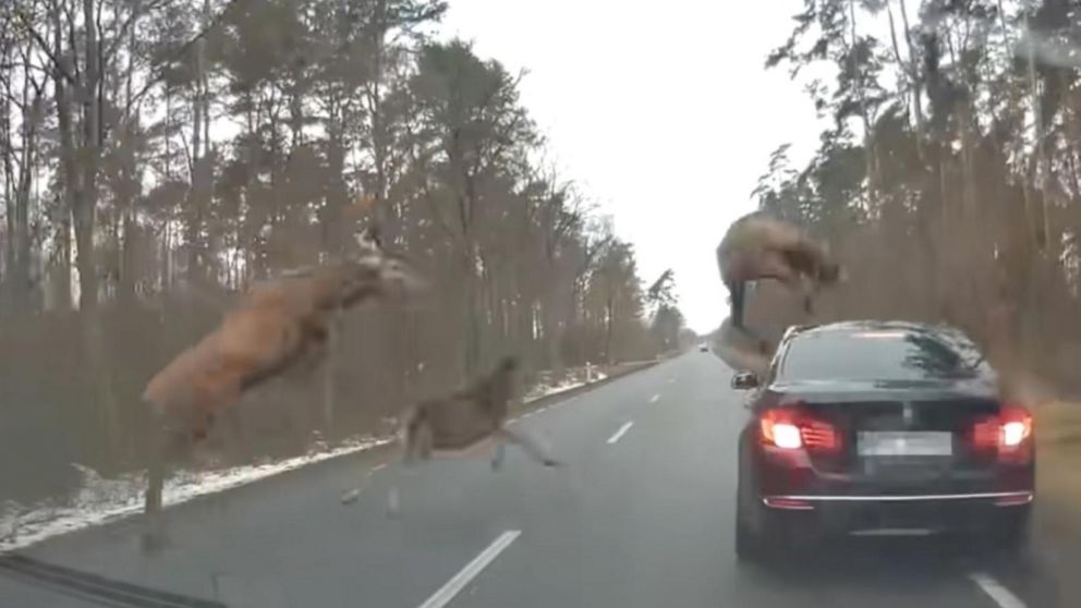Así saltaron los ciervos sobre el BMW que circulaba por una ruta a las afueras de una comarca en Polonia (Captura de video).