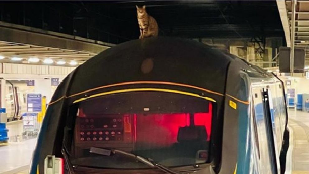 El animal se sent� sobre la formaci�n. 