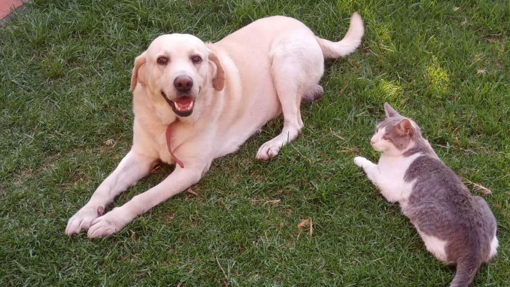 Jake y Miau se llevan muy bien.