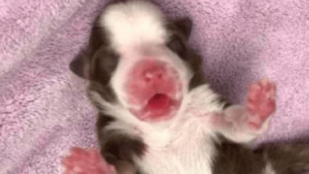 En�Estados Unidos�naci� Skipper, una perrita con seis patas. 