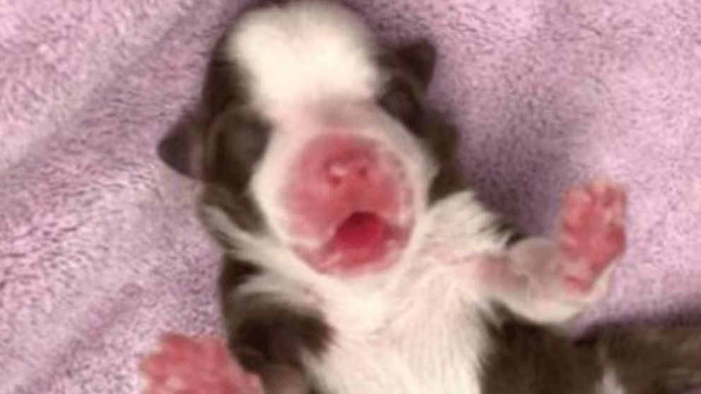 En Estados Unidos nació Skipper, una perrita con seis patas.