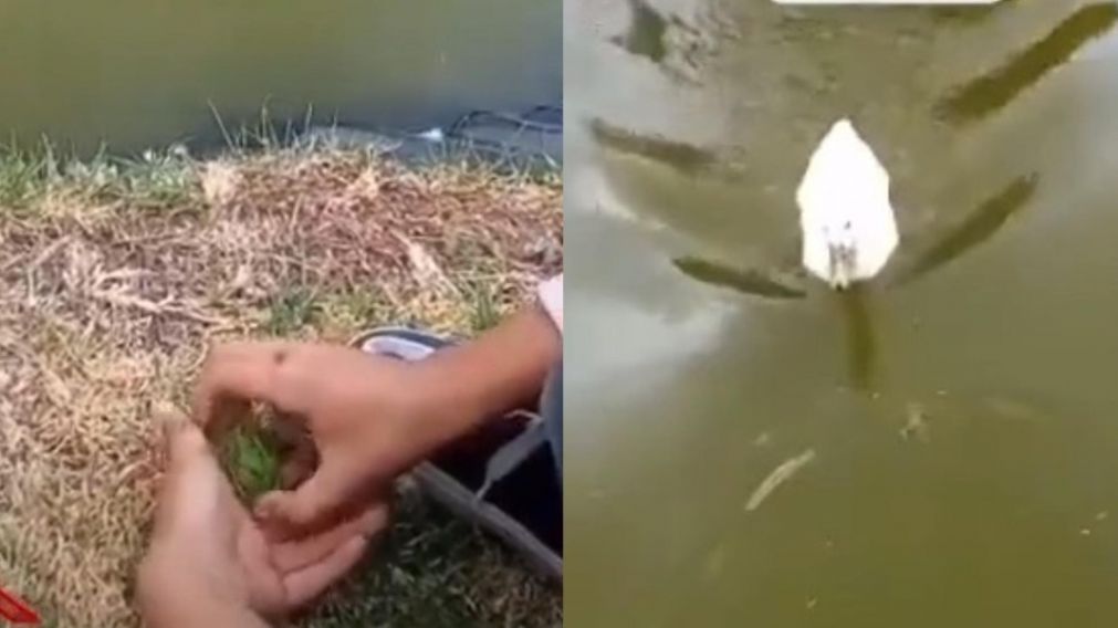 Un nene quiso ayudar al animal para que vuelva a su hábitat y se llevó una sorpresa.