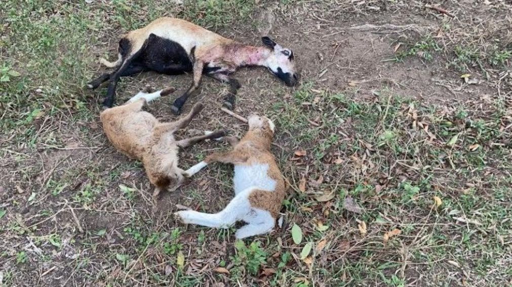 Los animales tendidos en pleno campo.