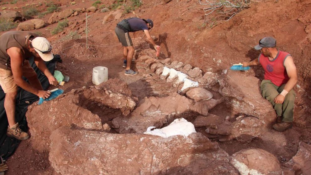 El dinosaurio hallado en la provincia de Neuqu�n se estima que tiene unos 140 millones de a�os de antig�edad.