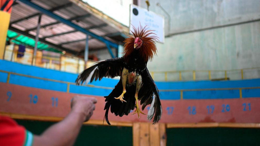 Desde 1960 las peleas de gallos son ilegales en India. (Gentileza: Semana.com)