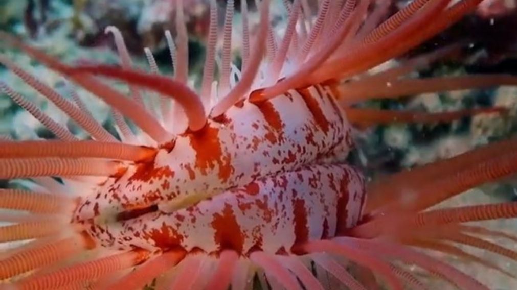 La almeja Lima Scabra se encuentra generalmente en el Mar Caribe