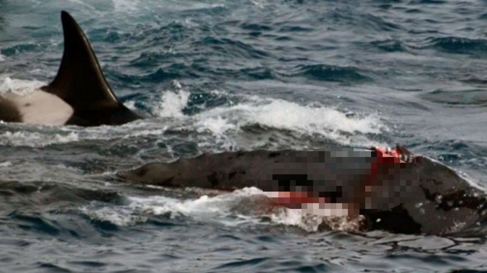 Un grupo de observadores de ballenas fue testigo de un impresionante ataque