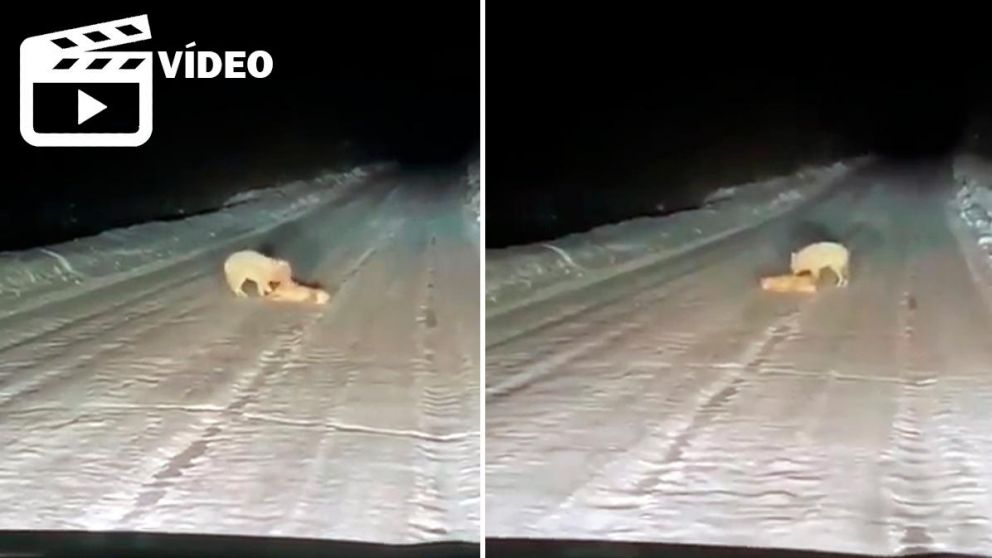 Las imágenes generaron un gran debate en las redes sociales.