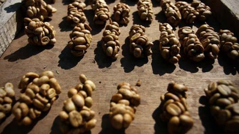 El café Jacu es recolectado en algunas plantaciones de Brasil.