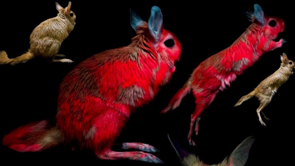 Su su pelaje que absorbe la radiación ultravioleta y esto provoca que emita la luz con ondas de esos colores. (Gentileza: Nature Scientific Reports)