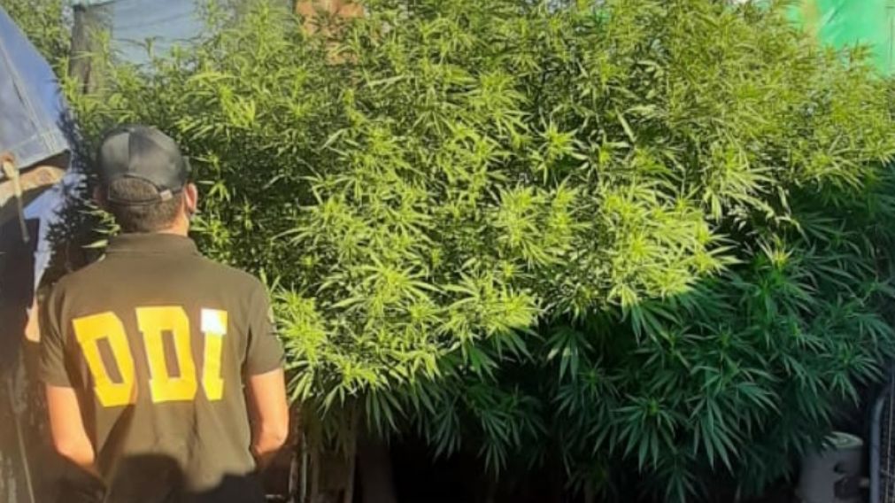 Esta la planta de marihuana que fue secuestrada en Pehuaj� por los efectivos policiales.