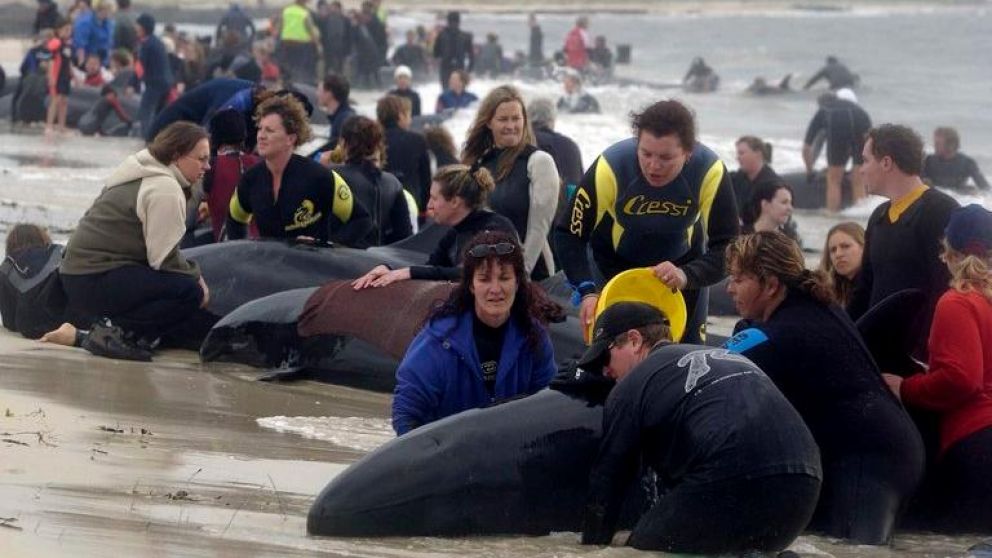 Los mam�feros podr�an volver a quedar varados. (Foto: EFE)