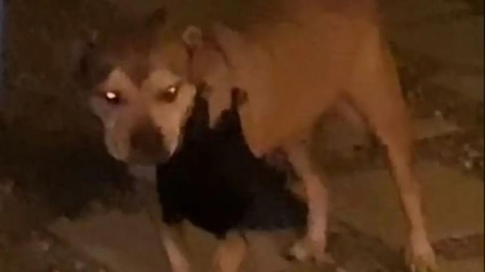 Momento en que le perro es mordido por el murciélago.