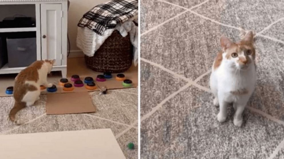 El gato se llama Russell y se volvi� toda una estrella en redes sociales.