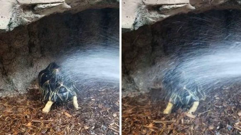Turnip causó revuelo por su reacción tras entrar en contacto con el agua