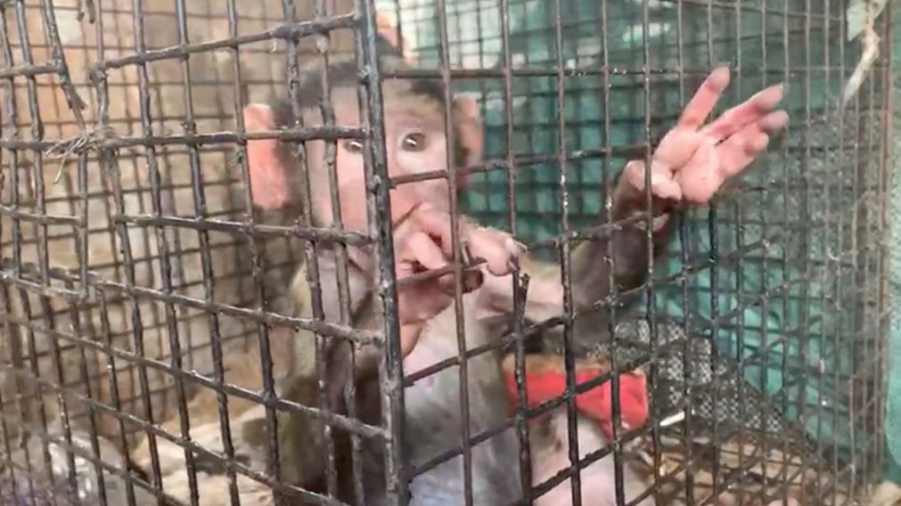 En el mercado de Lagos venden animales exóticos vivos y muertos