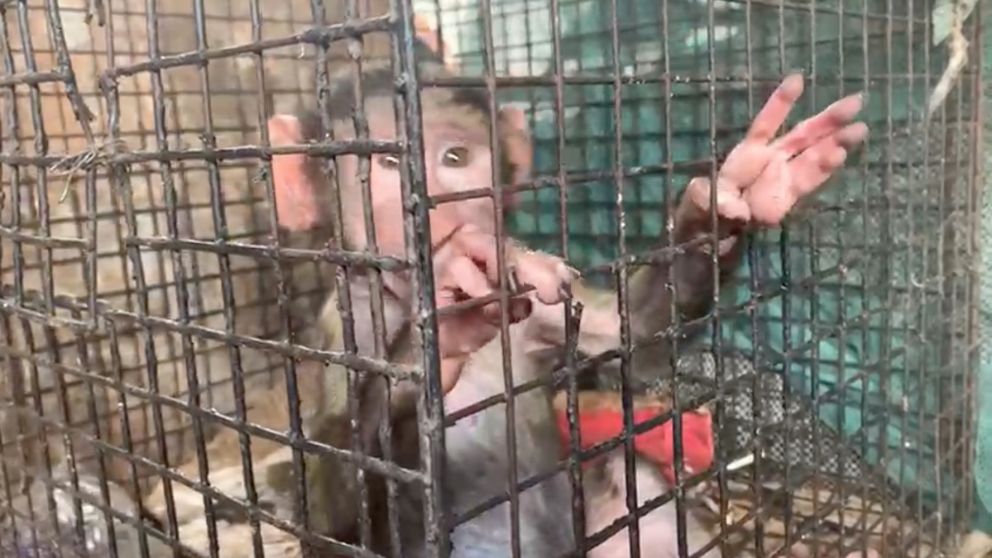 En el mercado de Lagos venden animales exóticos vivos y muertos