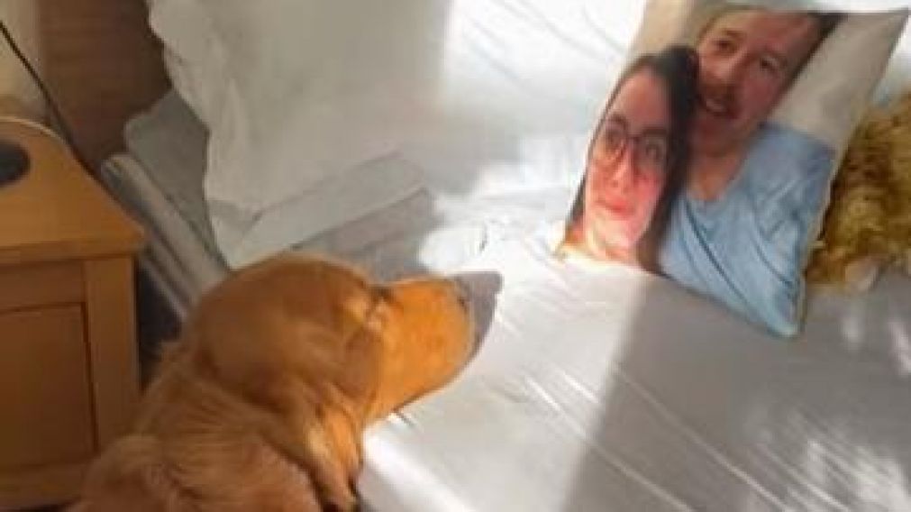 Un perro confundió a su dueña con un almohadón que tiene su cara impresa.