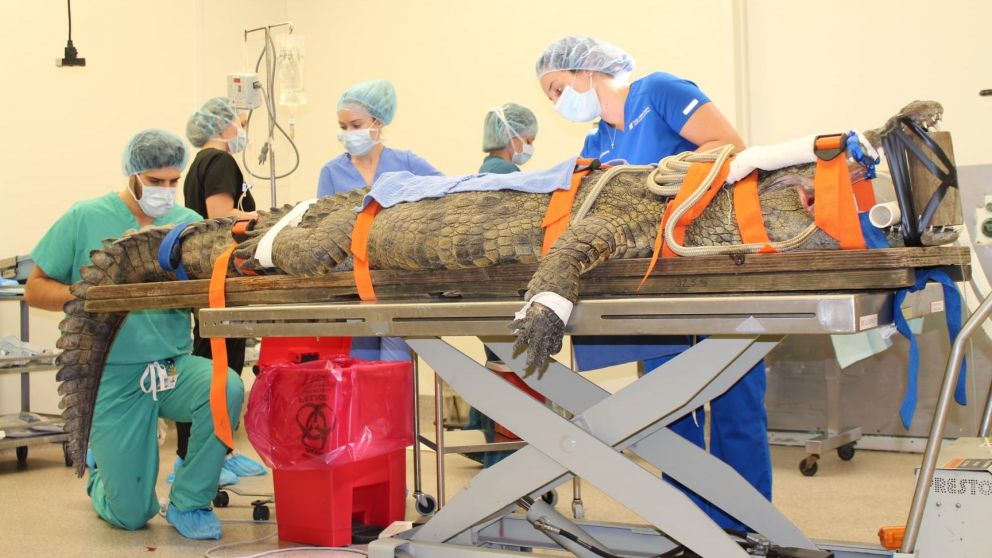 El cocodrilo fue sometido a una cirugía para poder quitarle el objeto de su estómago.