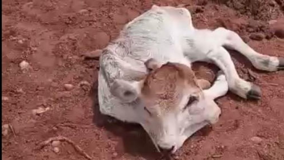Los animales que padecen este tipo de malformaciones, tienen una corta expectativa de vida.