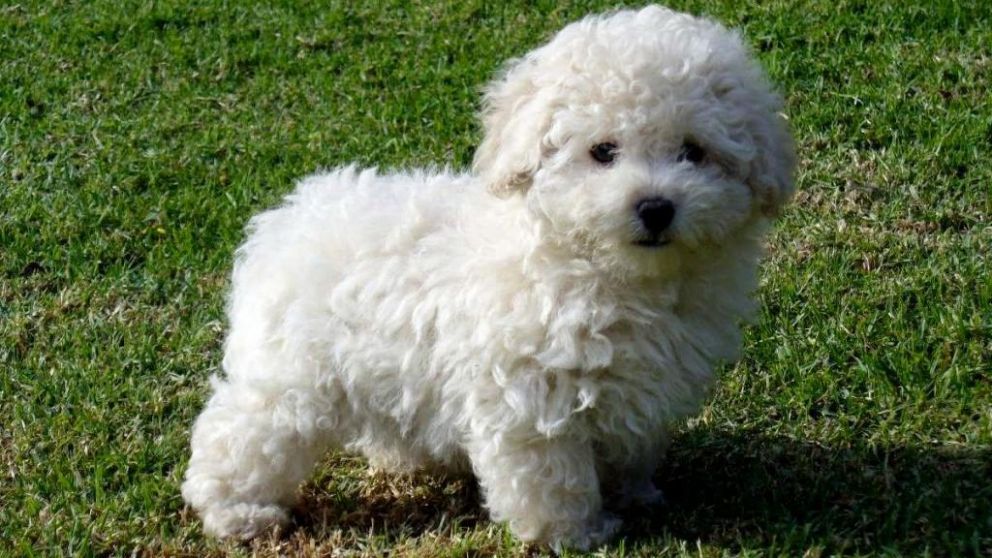 El caniche toy alertó a su dueña sobre el robo con sus ladridos