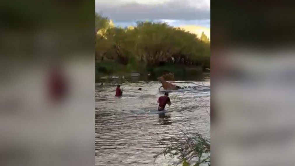 El ciervo fue apuñalado mientras cruzaba el río.