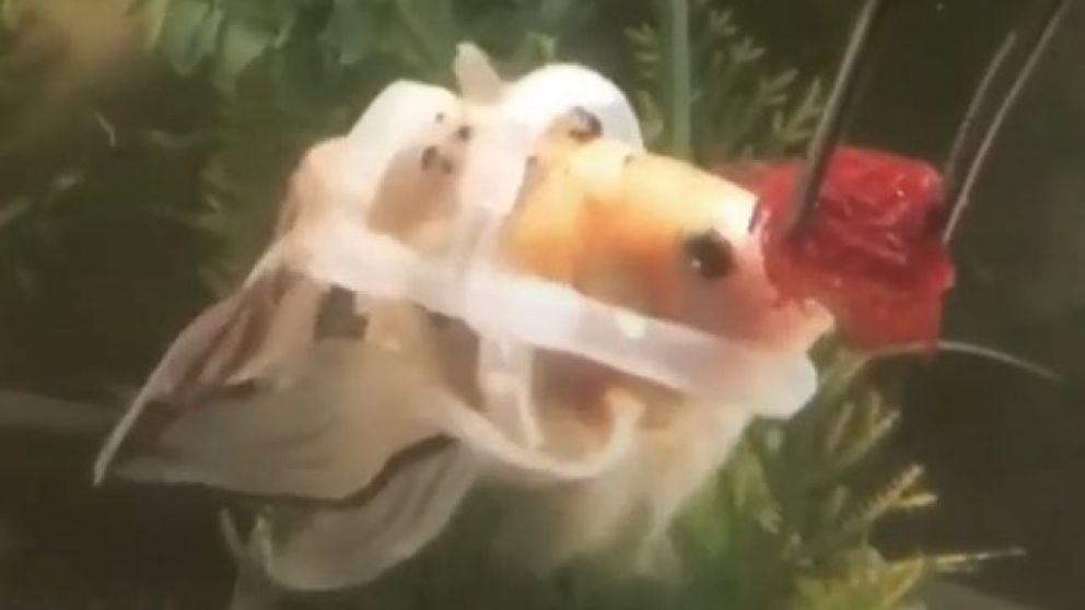 No había tratamiento para su enfermedad y encontraron una alternativa.