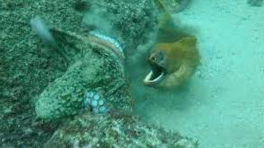 Un submarinista australiano logró captar con su cámara el ataque de una anguila a un pulpo. (captura de video)