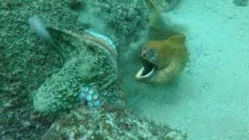 Un submarinista australiano logró captar con su cámara el ataque de una anguila a un pulpo. (captura de video)