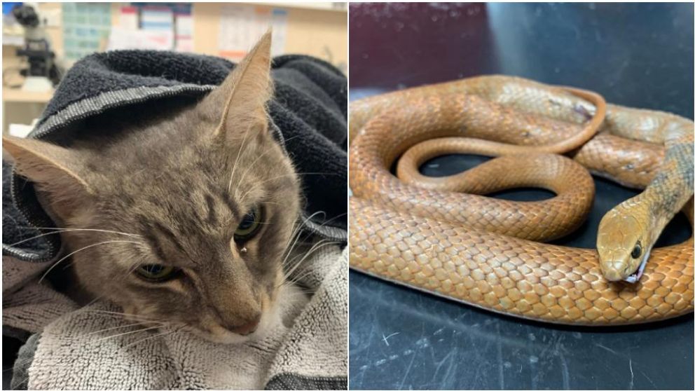 El felino salvó a dos nenes de ser mordidos por una serpiente venenosa.