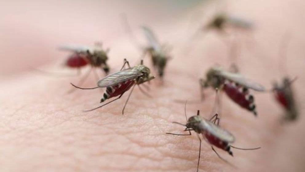 Lluvias y vientos ocasionaron proliferación de mosquitos en el AMBA.