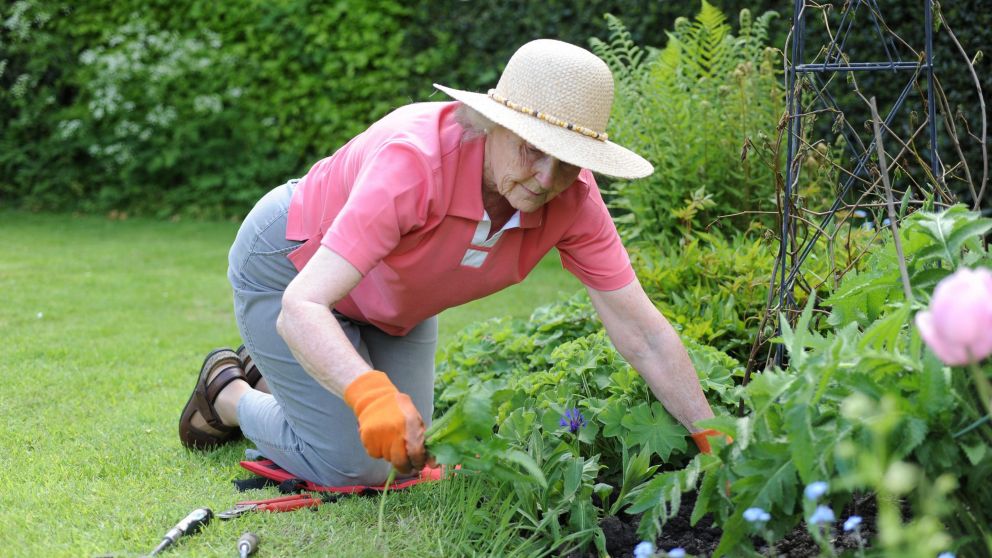 No todos los bichos son peligrosos para las plantas, algunos se encargan de mantener los jardines libres de ejemplares que sí causan daño.